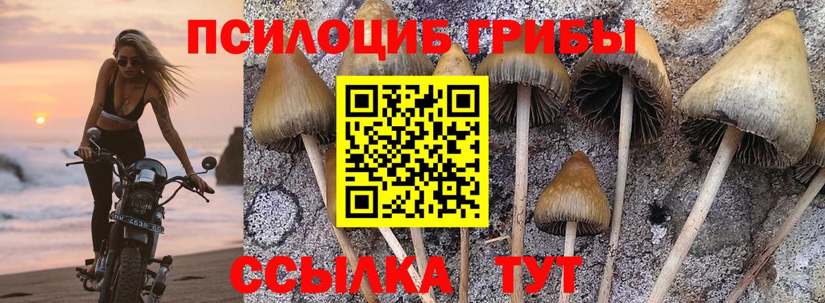 Псилоцибиновые грибы прущие грибы  Галлюциногенные грибы GOLDEN TEACHER  Нерюнгри  Вход с VPN 